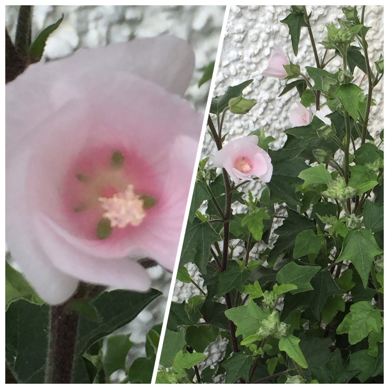 plant image 134359