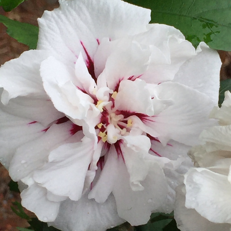 Plant image Hibiscus Syriacus 'Speciosus'