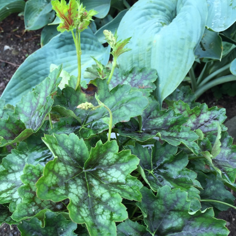 Plant image Heuchera americana 'Marvelous Marble'