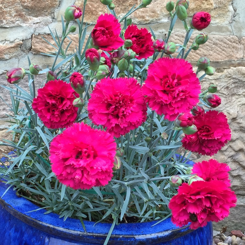plant image 144437