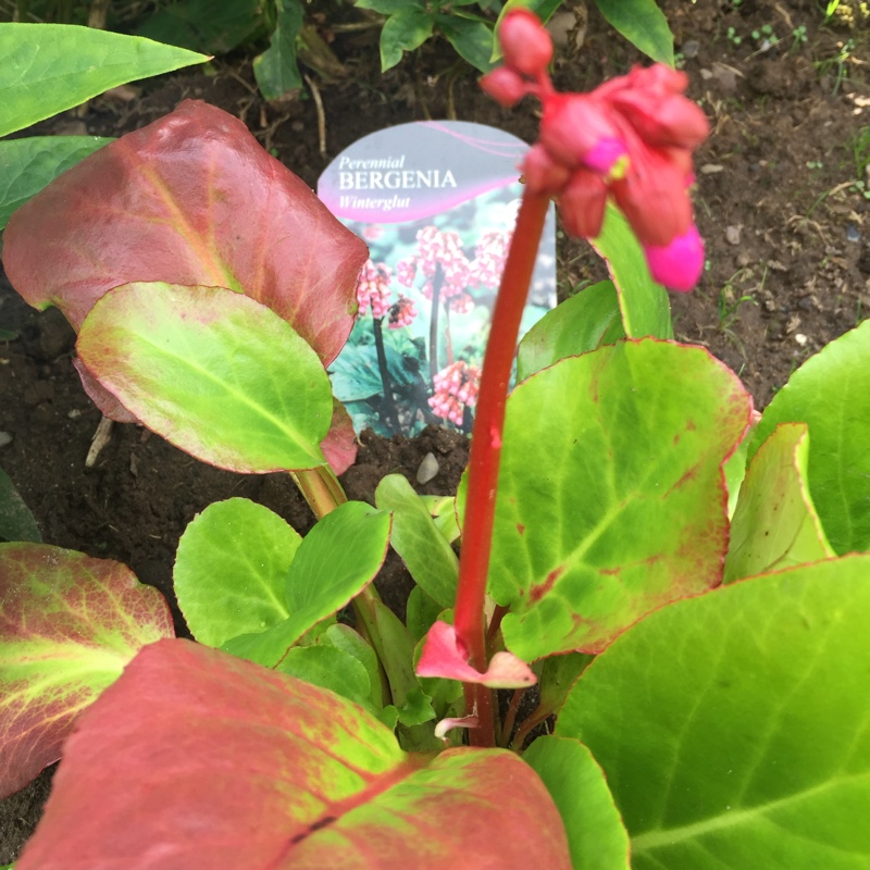 Plant image Bergenia cordifolia 'Vinterglod' syn. Bergenia cordifolia 'Winterglut', Bergenia 'Winterglow'