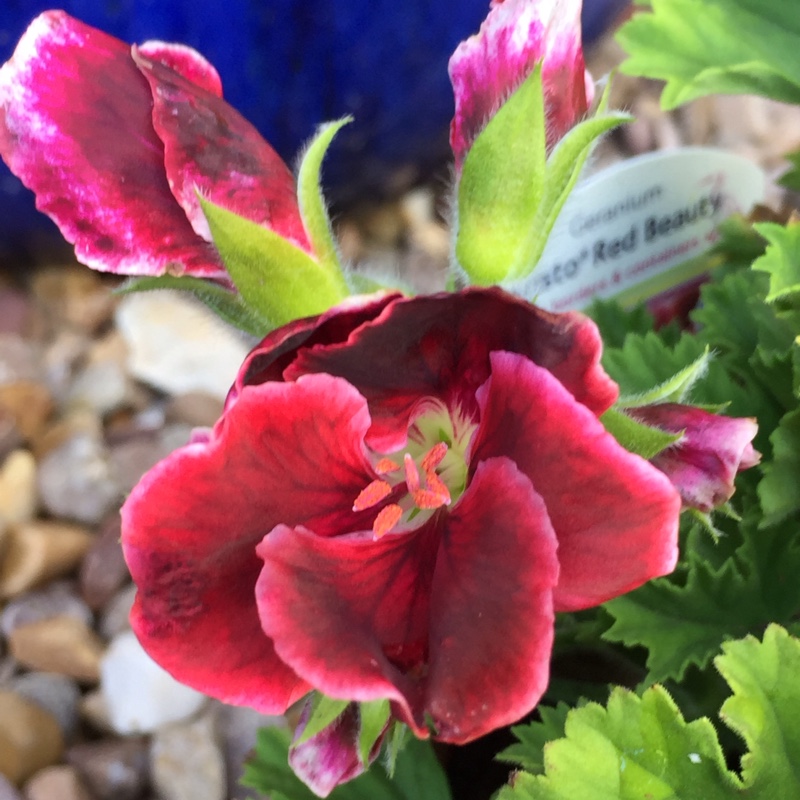 Plant image Pelargonium 'Regrebe' (Aristo Series) syn. Pelargonium 'Aristo Red Beauty'