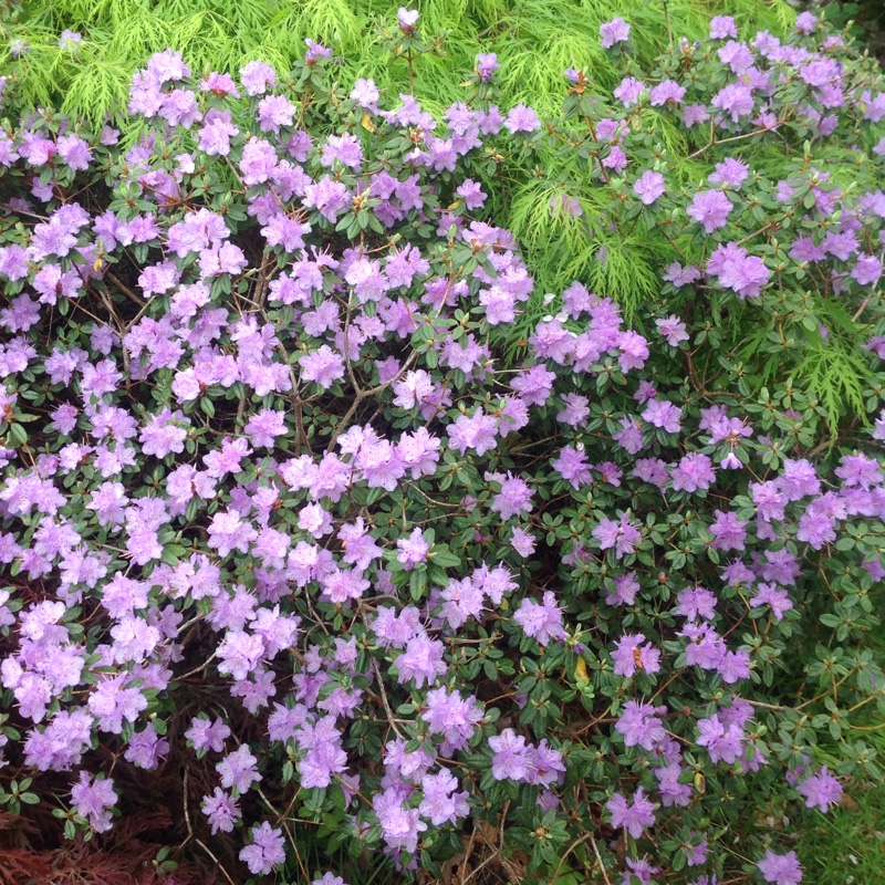 Plant image Rhododendron 'Lilac time'