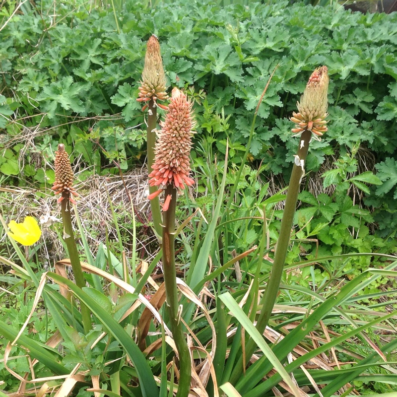 plant image 75858
