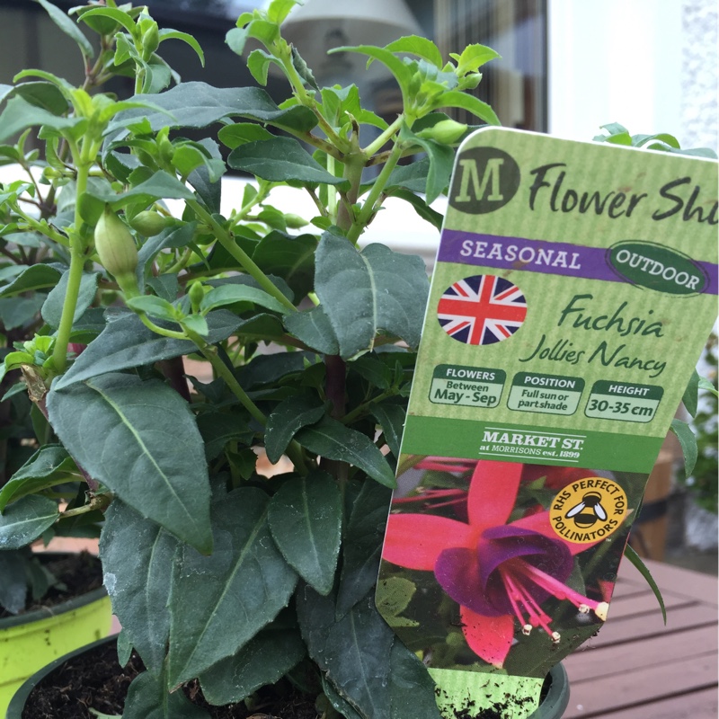 plant image 77211