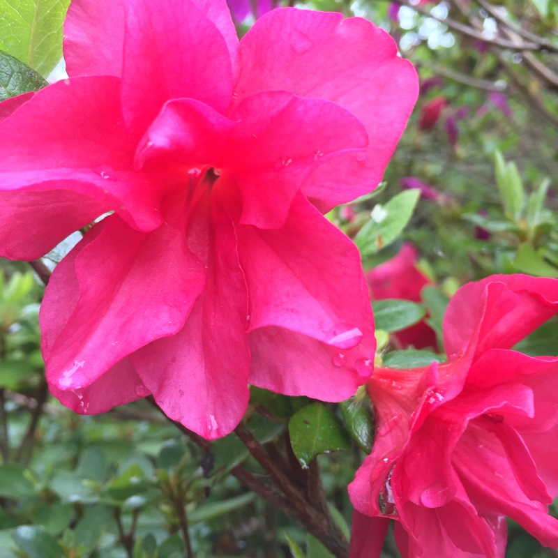 Plant image Rhododendron 'Rosa King'