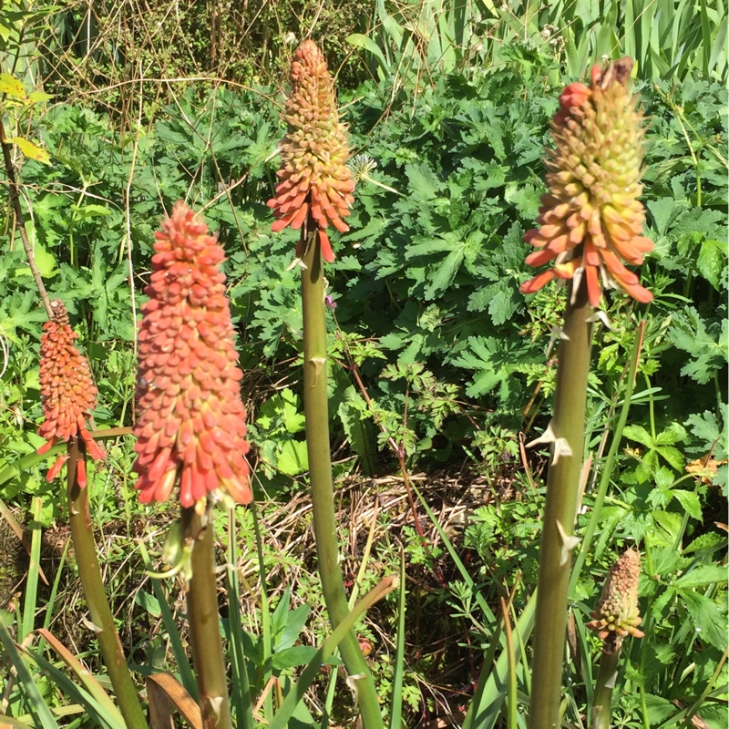 plant image 80576
