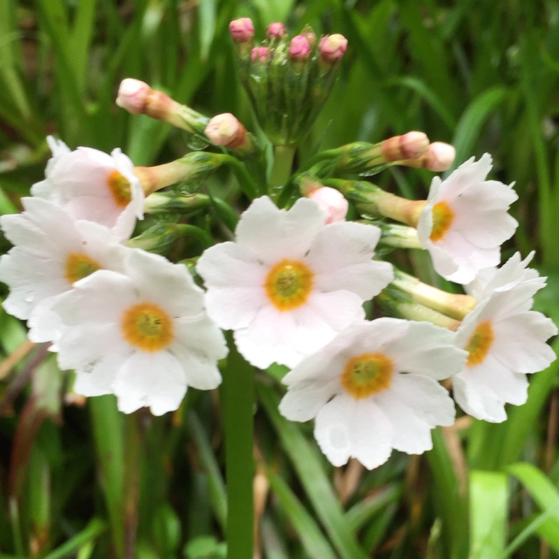 plant image 80832