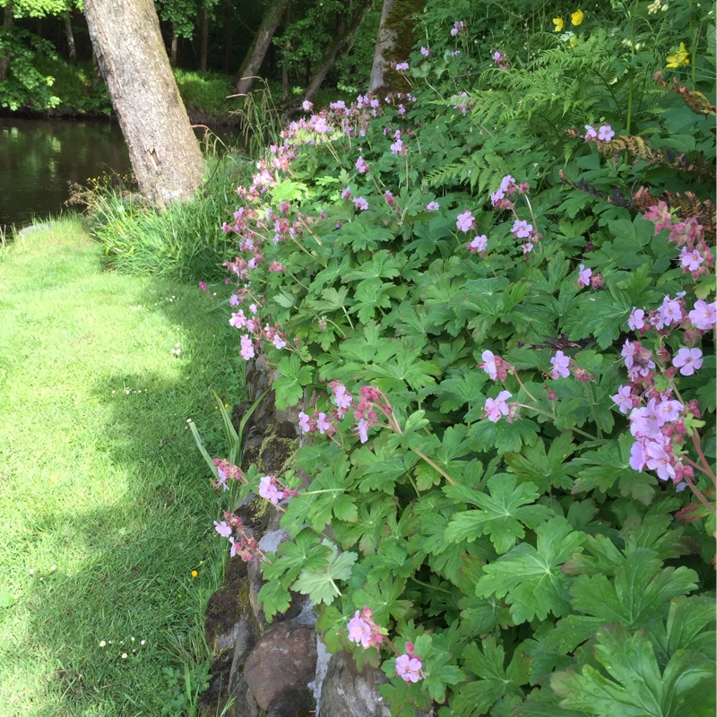 plant image 85076