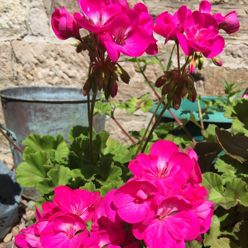 plant image 89889