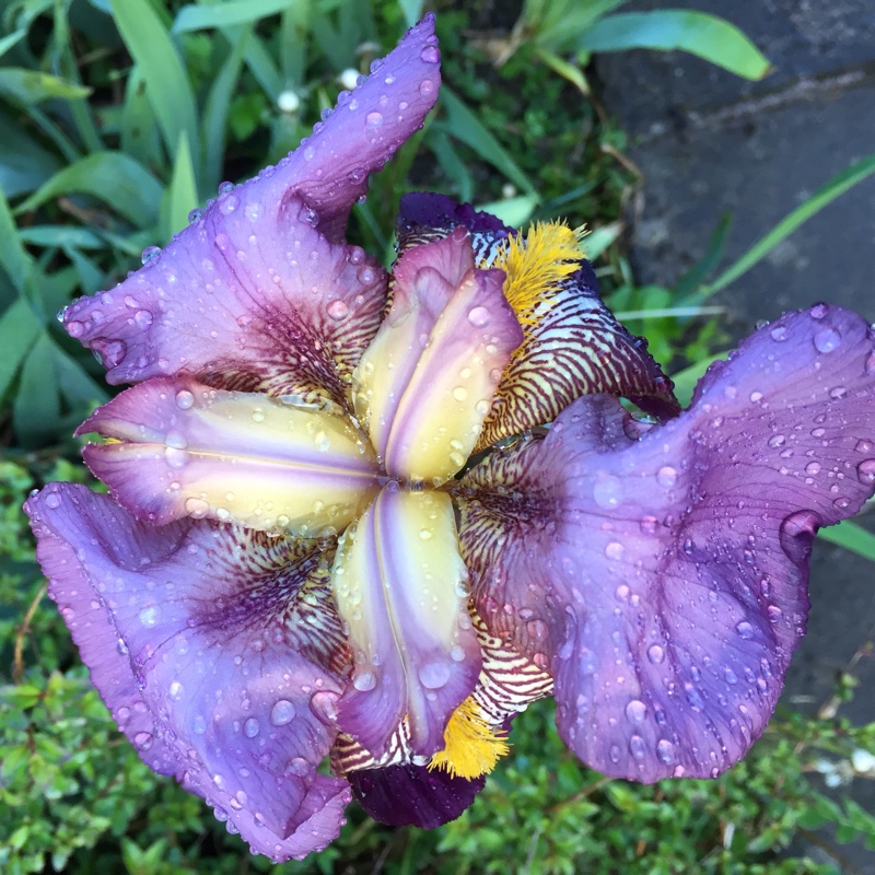 Plant image Iris x germanica 'Prince of Burgundy'
