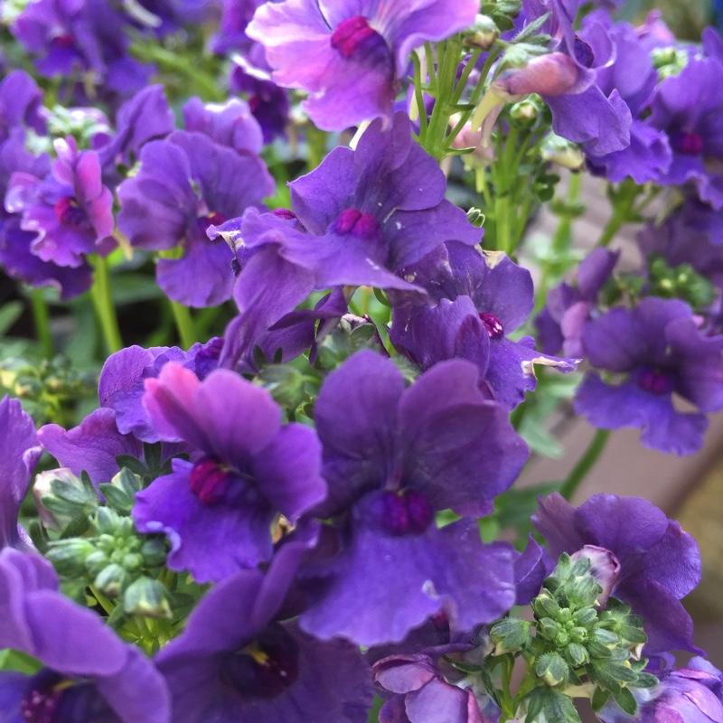 plant image 92936