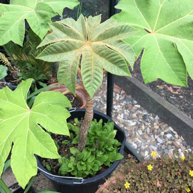 Bev's garden