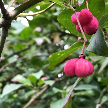 Bev's garden
