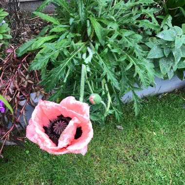 Bev's garden