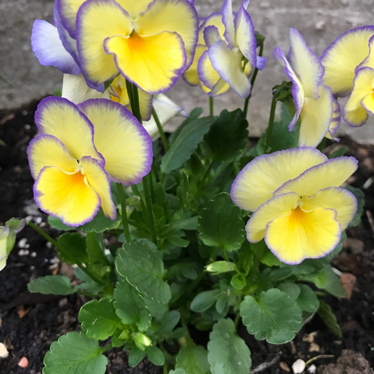 Plant image Viola cornuta 'Etain'