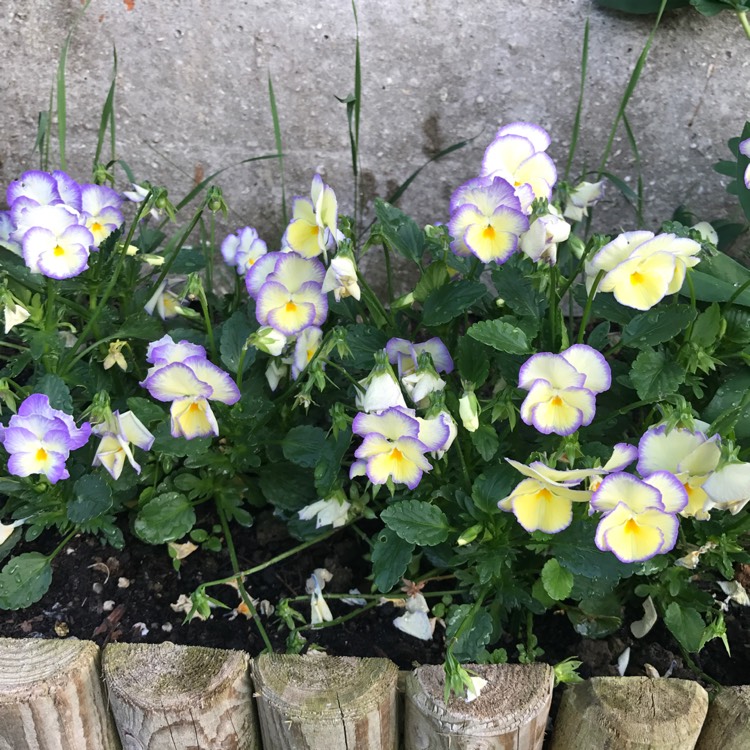 Plant image Viola cornuta 'Etain'