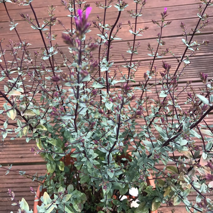 Plant image Origanum Laevigatum 'Rosenkuppel'