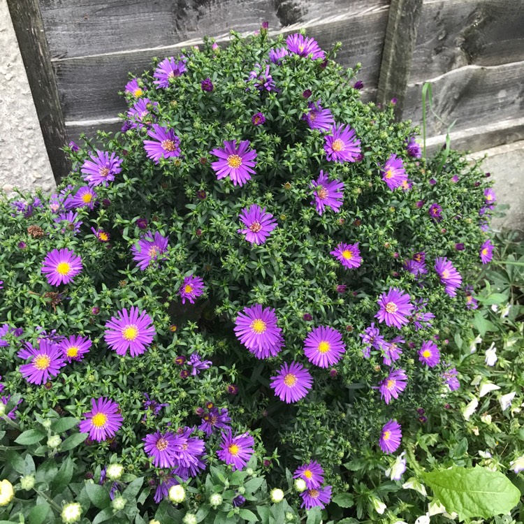 Plant image Aster novi-belgii 'Samoa'