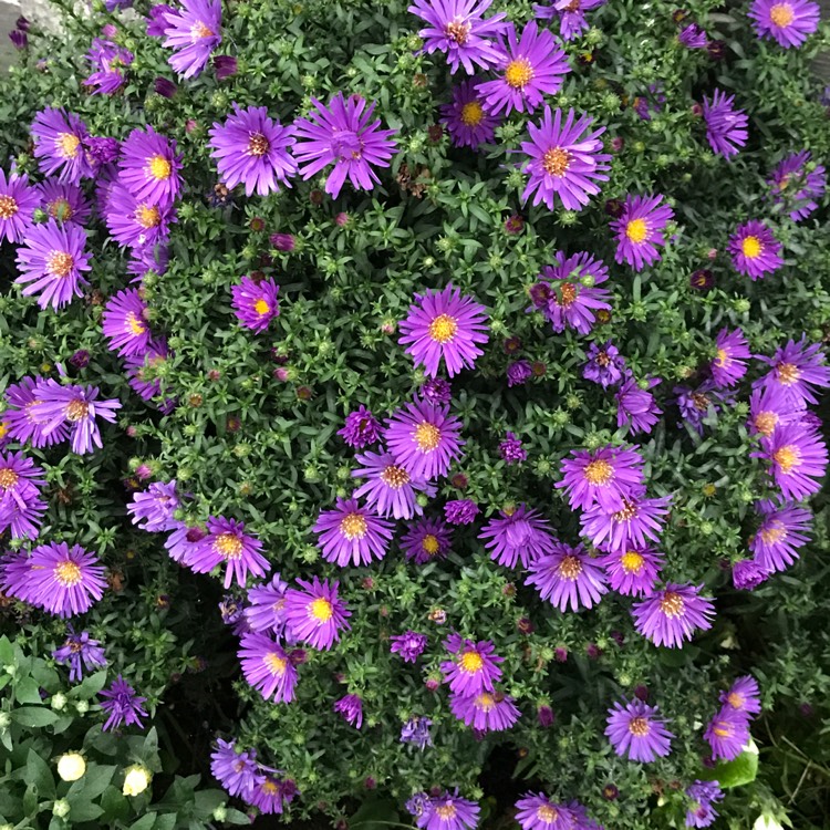 plant image 538462