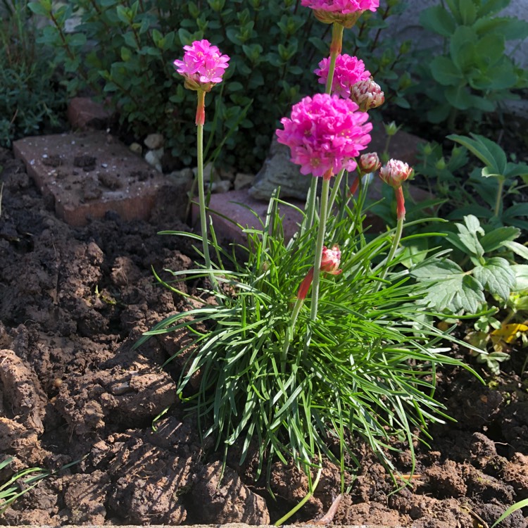 Plant image Armeria Caespitosa