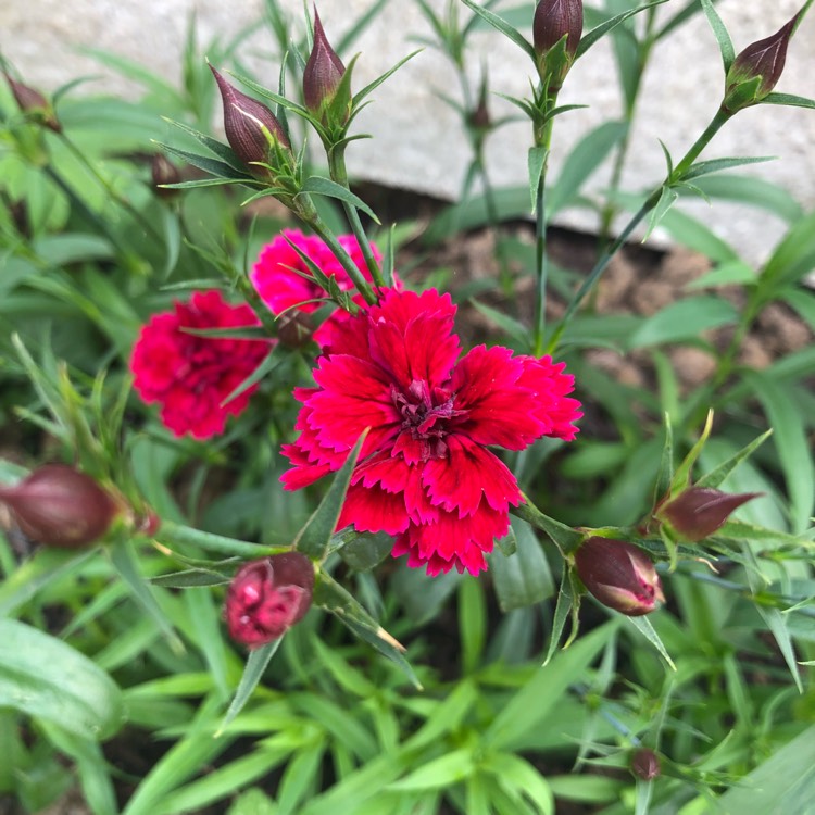 Plant image Dianthus plumarius 'Sweetness Mixed'