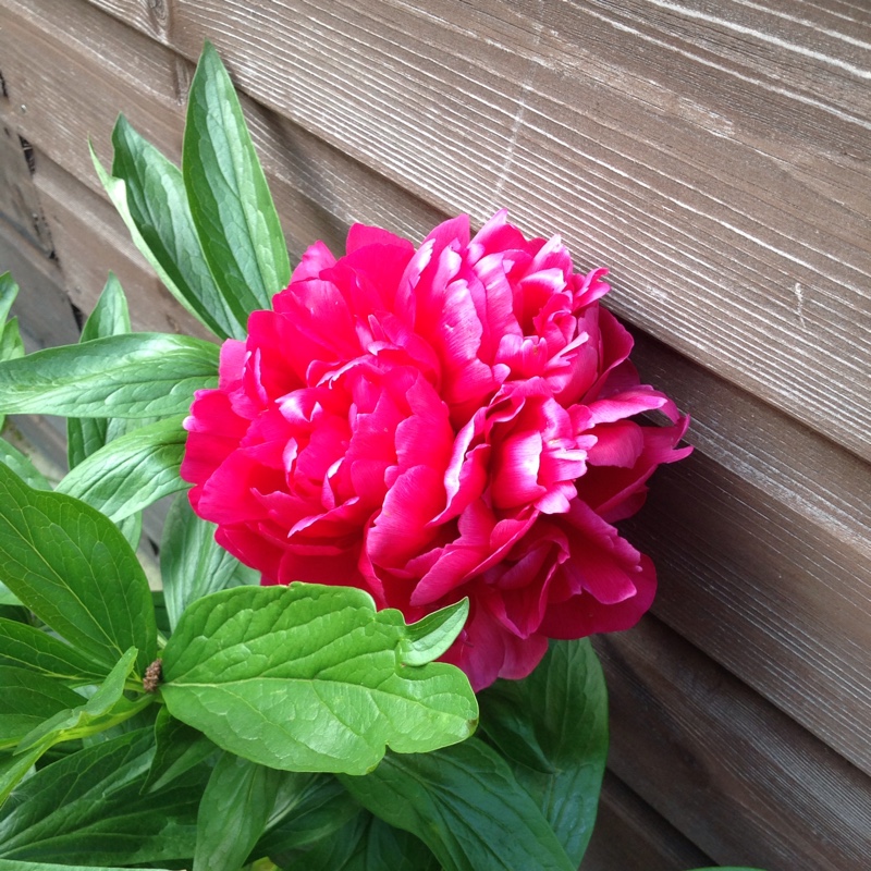 plant image 91066