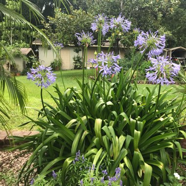 African Lily