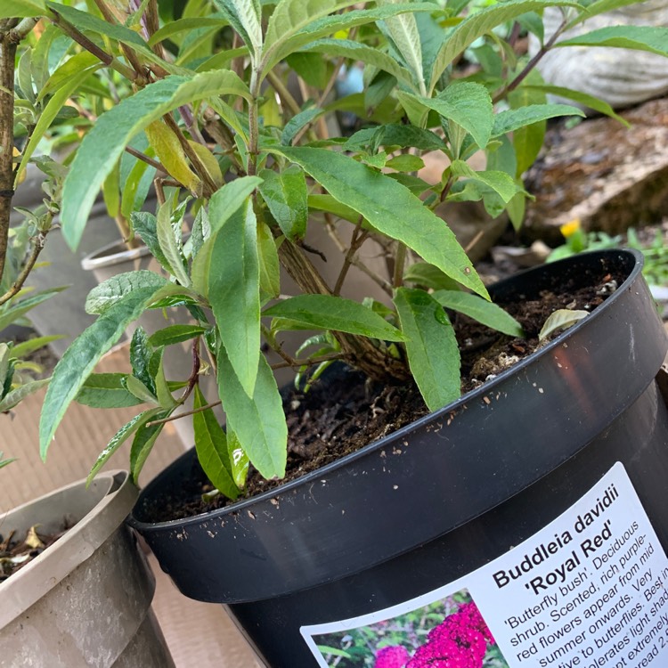 plant image 1290066