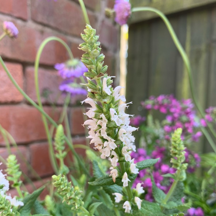 Plant image Salvia nemorosa 'Florsalwhite' (Sensation Series) syn. Salvia nemorosa 'Sensation White', Salvia nemorosa 'Lyrical White'