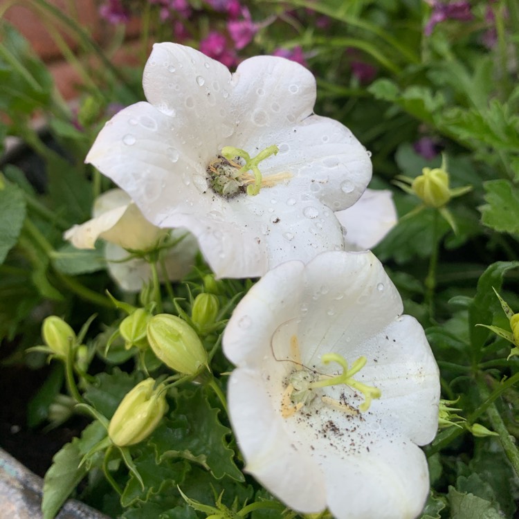 Plant image Campanula 'Pearl White'