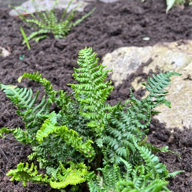Dryopteris Crispa Cristata