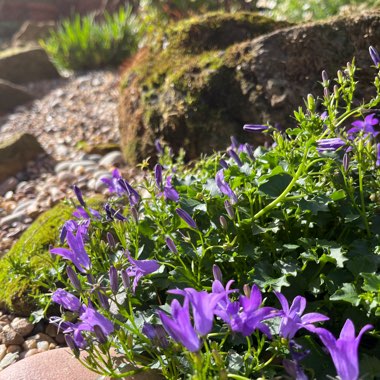 Bellflower 'Clockwise'