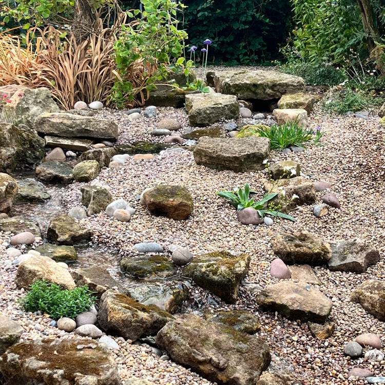 plant image 1631092