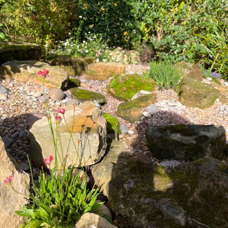 plant image 1631094