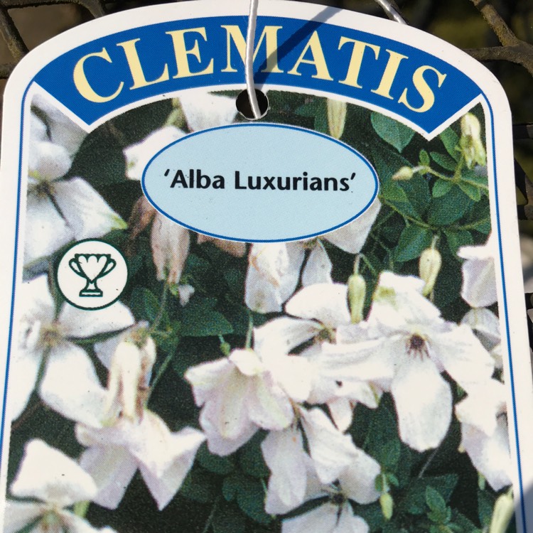 plant image 714304