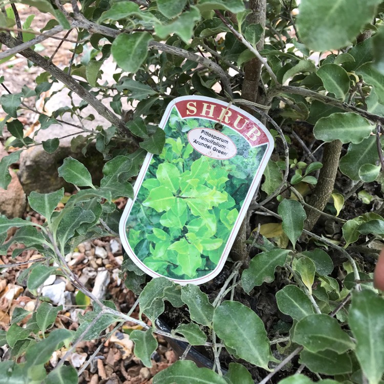 Plant image Pittosporum 'Arundel Green'