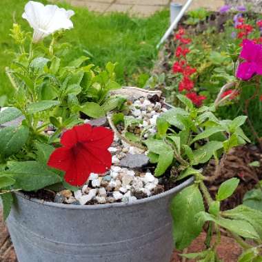 Petunia 'Sunsurf Akatora' (Surfinia Series) syn. Petunia 'Trailing Deep Red'