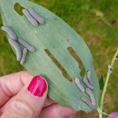 Polygonatum multiflorum