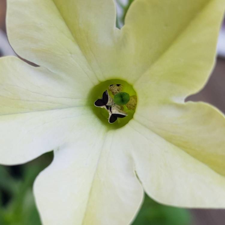 Plant image Nicotiana alata 'Lime Green'