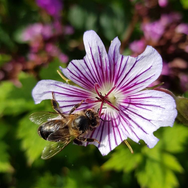 plant image 1146176