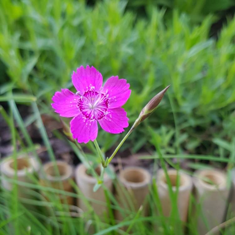 plant image 1150245