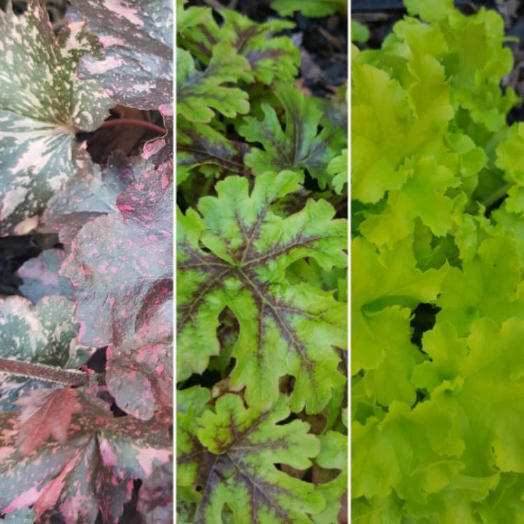 plant image 1150254