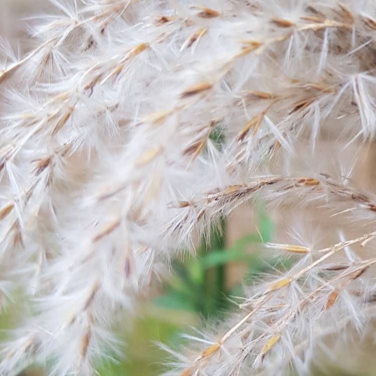 Plant image Miscanthus sinensis 'Graziella'