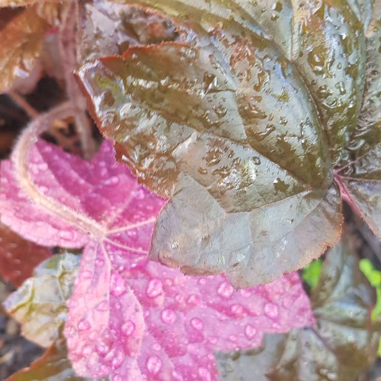 plant image 1322568