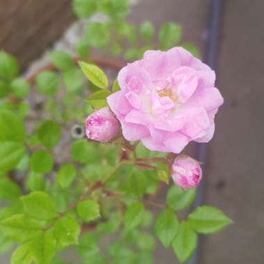 Rosa
