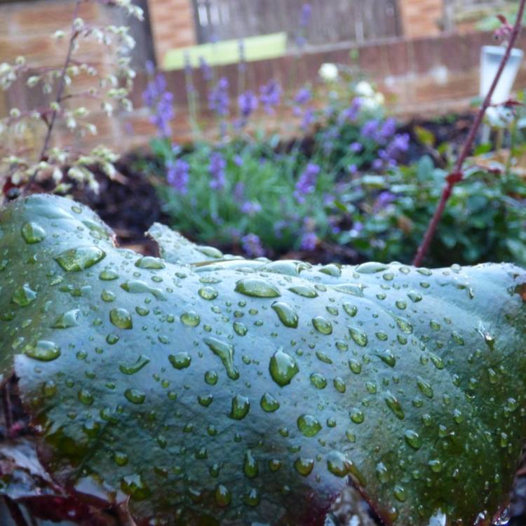 plant image 831607