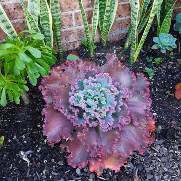 plant image 467407