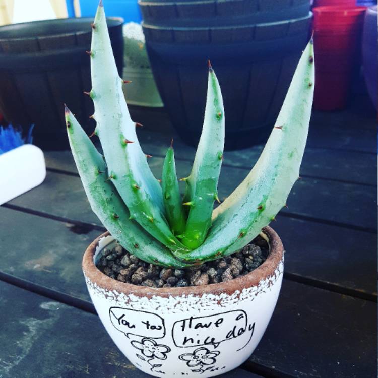 plant image 484670