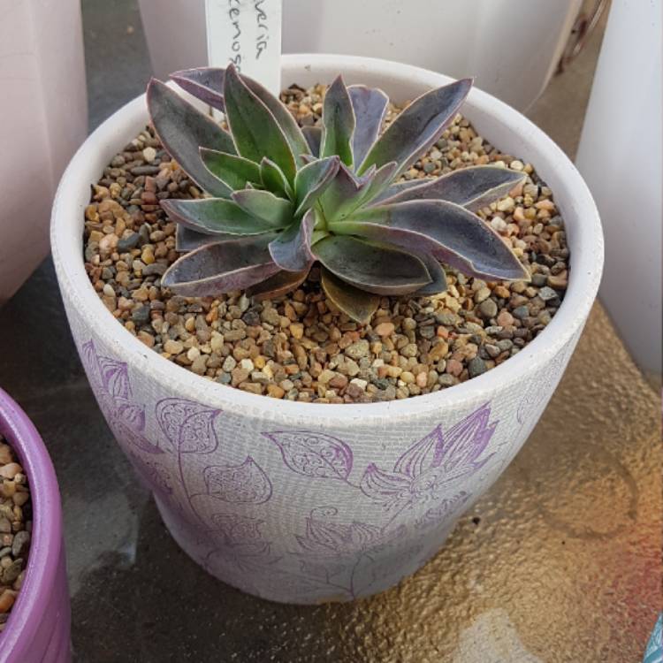 plant image 561529